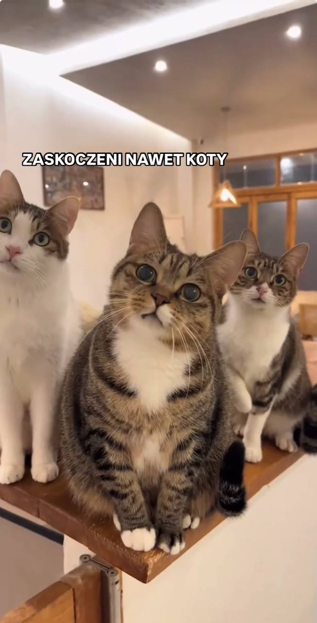 ZASKOCZENI NAWET KOTY