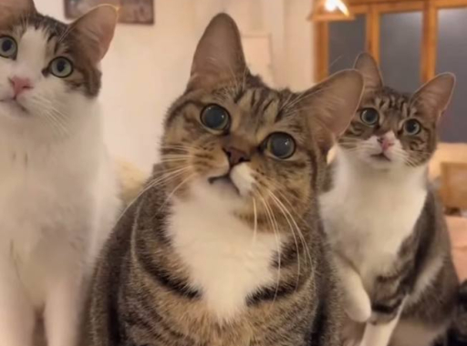 ZASKOCZENI NAWET KOTY